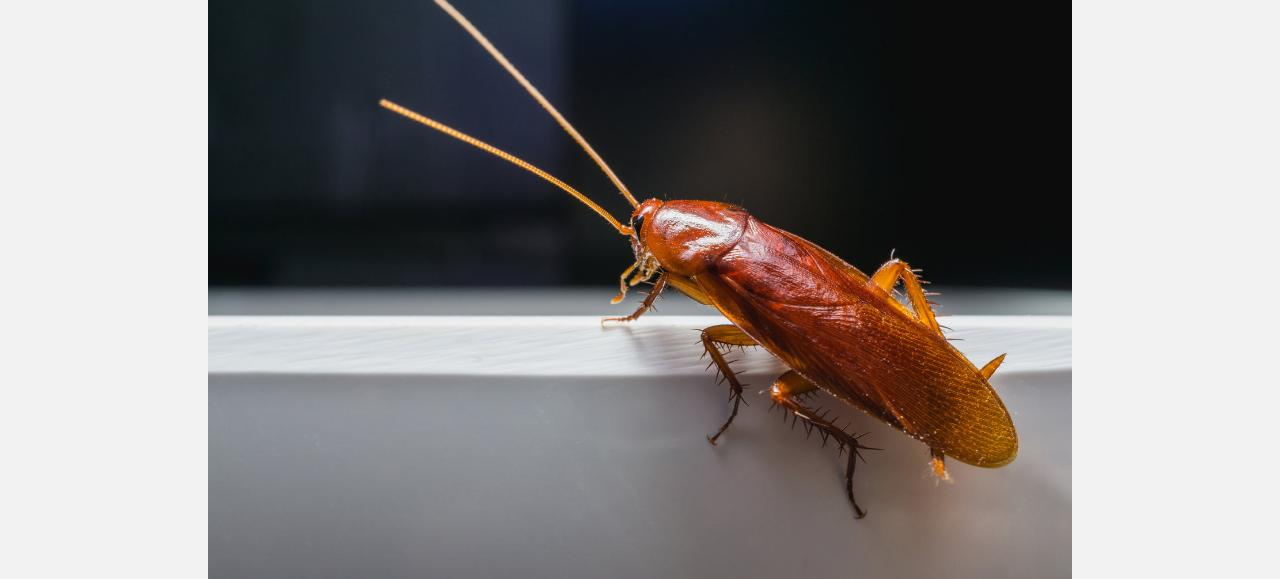 Рыжие и усатые: златоустовцы обнаружили в подъезде мешок с тараканами
