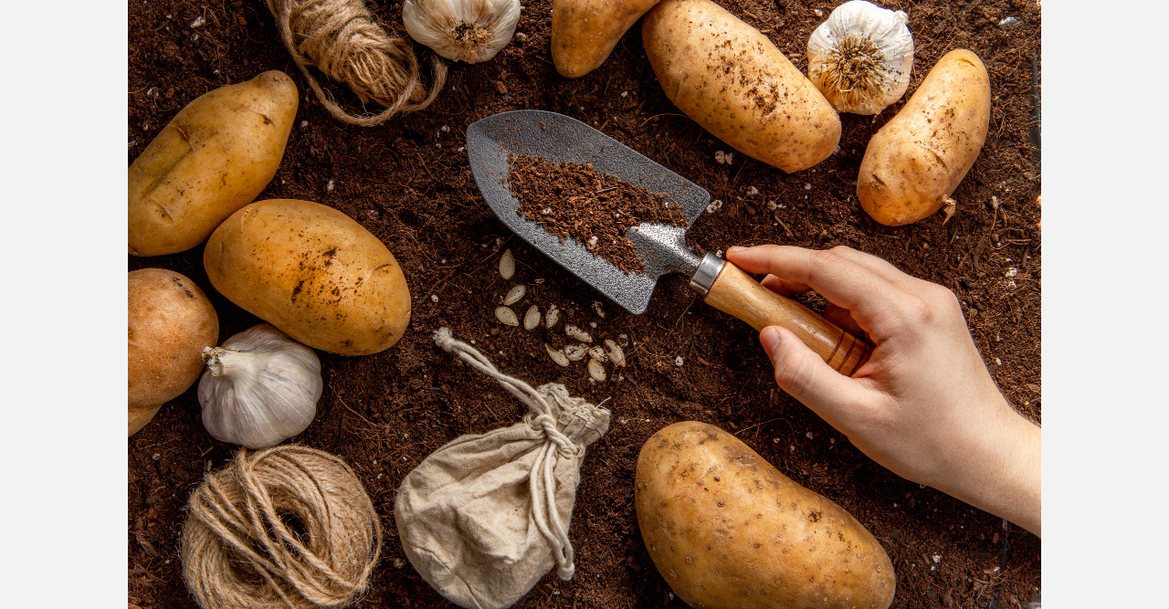 Как дед велел: жители Златоуста спорят, надо ли «зеленить» картошку