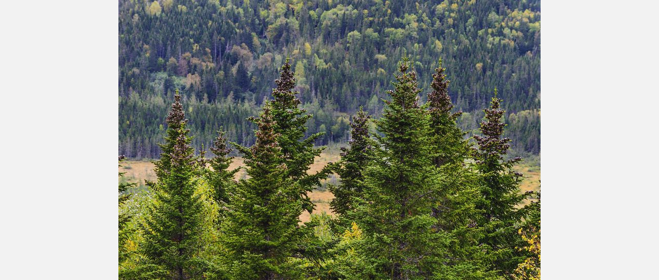 Учёные предсказали исчезновение пихтовых лесов на Урале