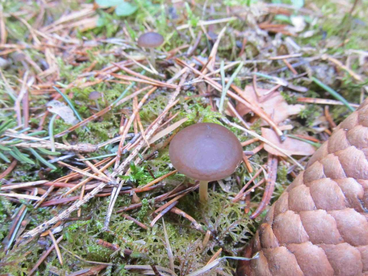 В лесу под Златоустом нашли первые в этом году грибы