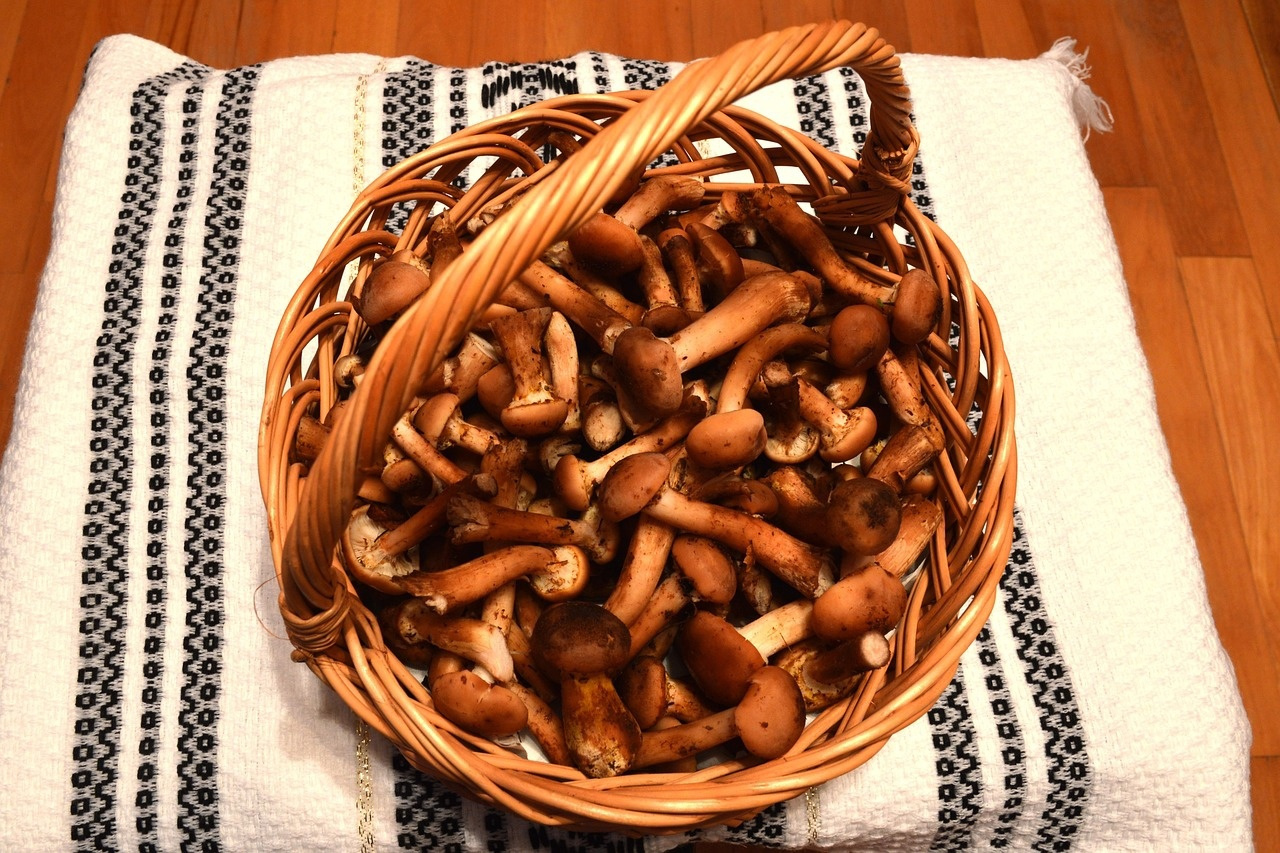 Из подпола - на стол: как  жительница Златоуста растит грибы на кофейной гуще