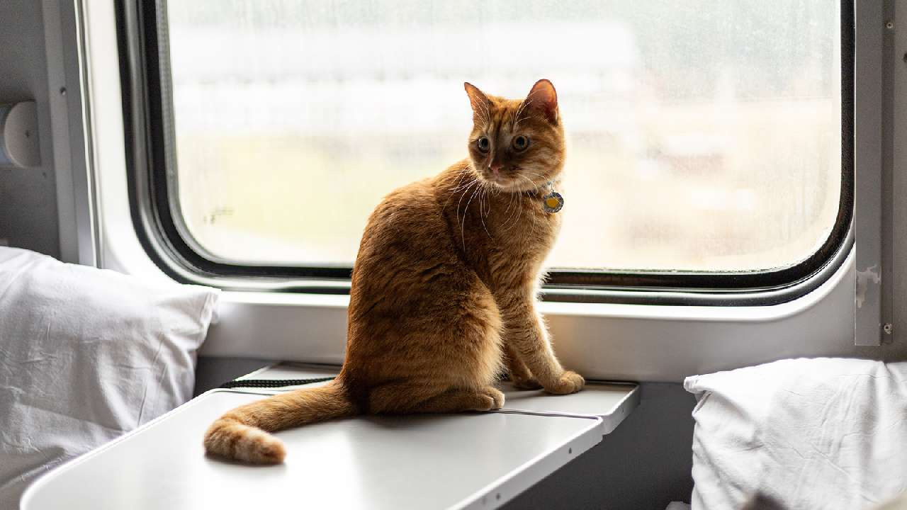 Мы везём с собой кота: железнодорожники рассказали о необычных пассажирах