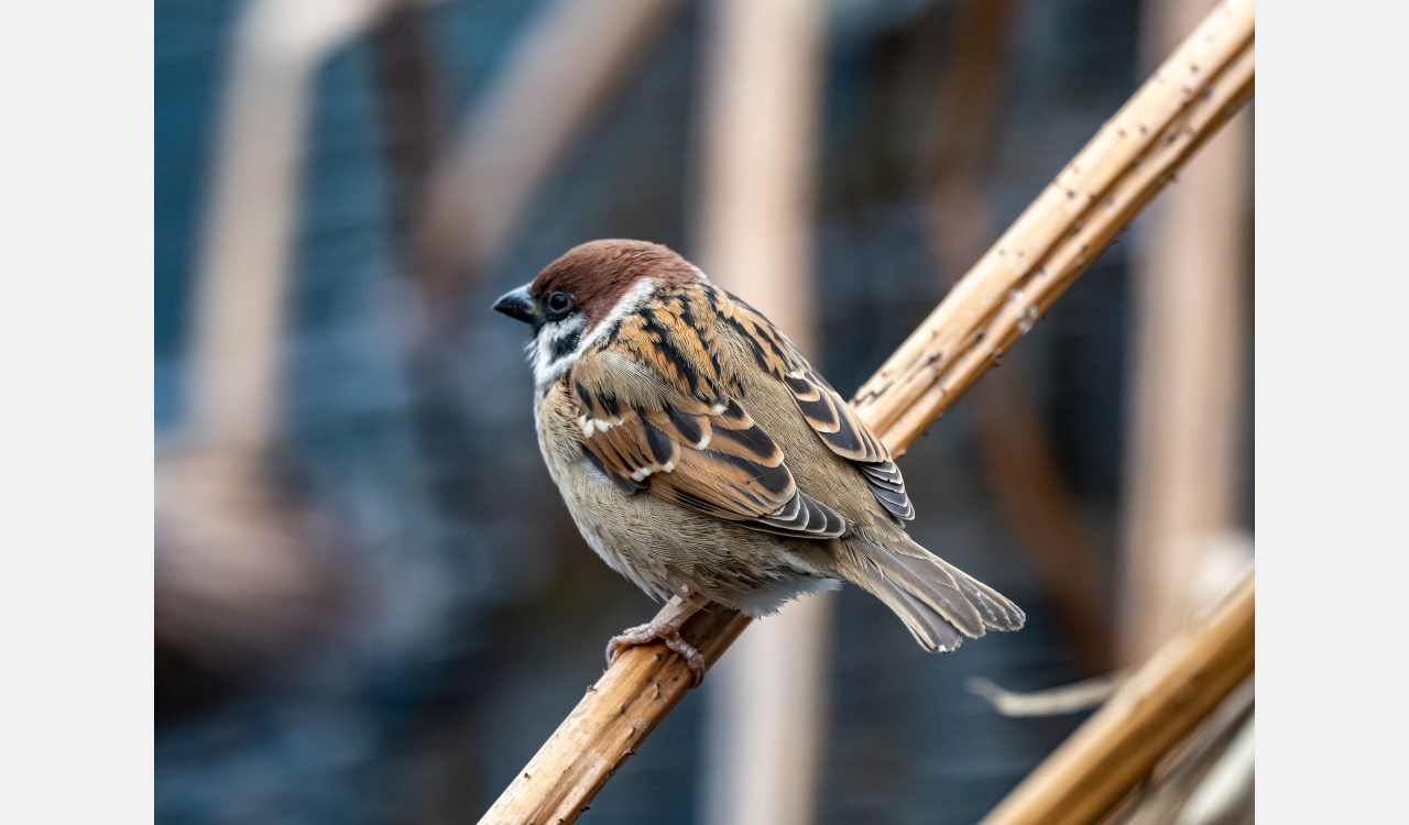 Фастфуд виной: учёные обнаружили у городских воробьёв ожирение