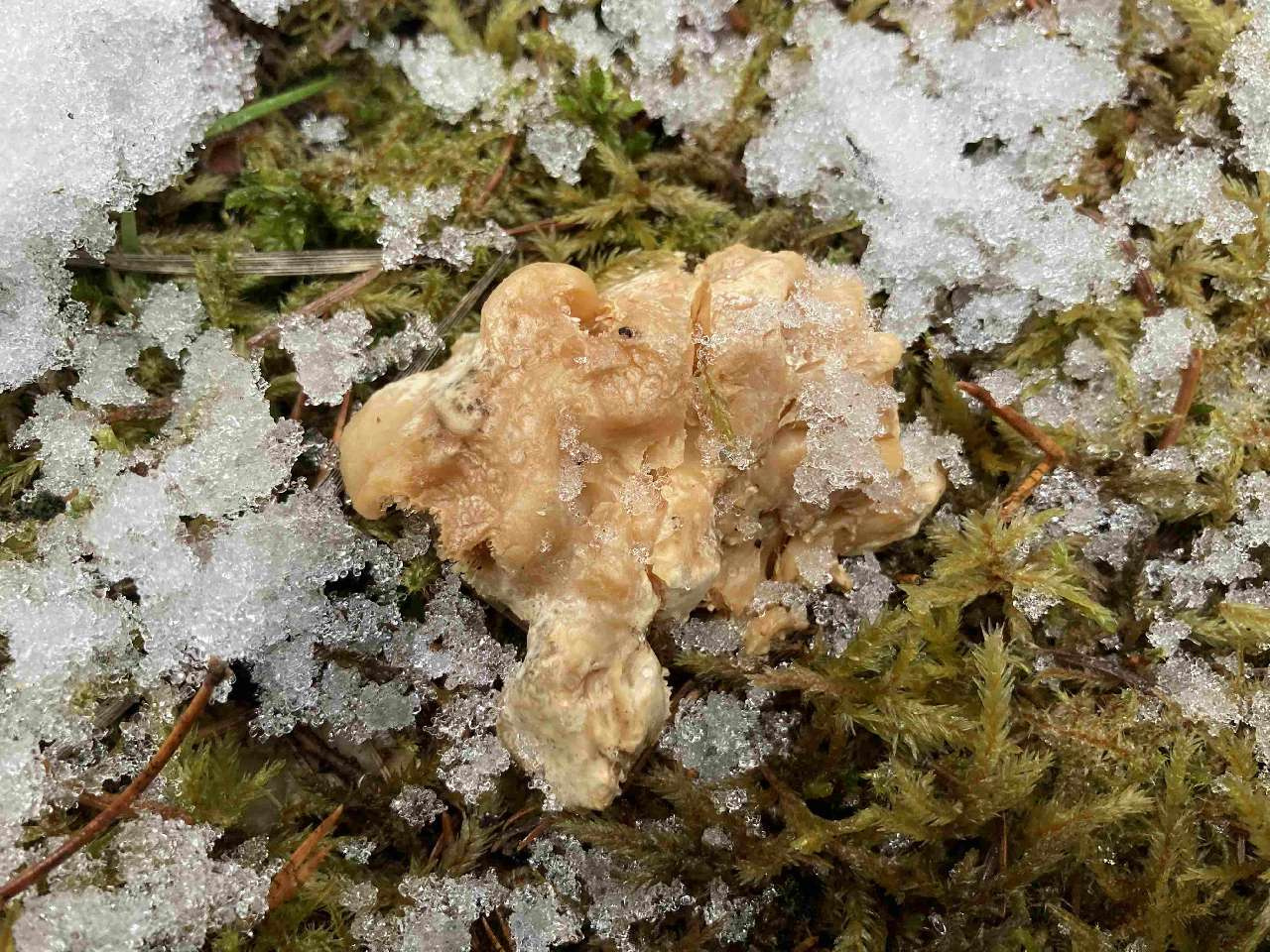 В лесах под Златоустом продолжается грибной сезон