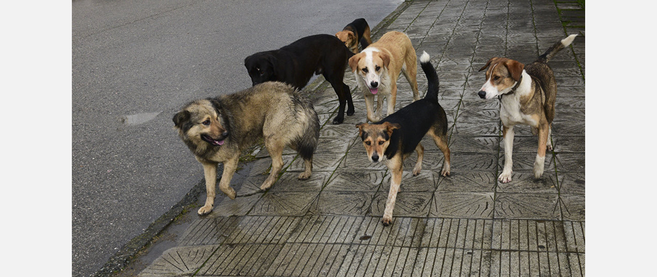 Петля для тузика: в мэрии Златоуста принимают заявки на отлов бродячих собак