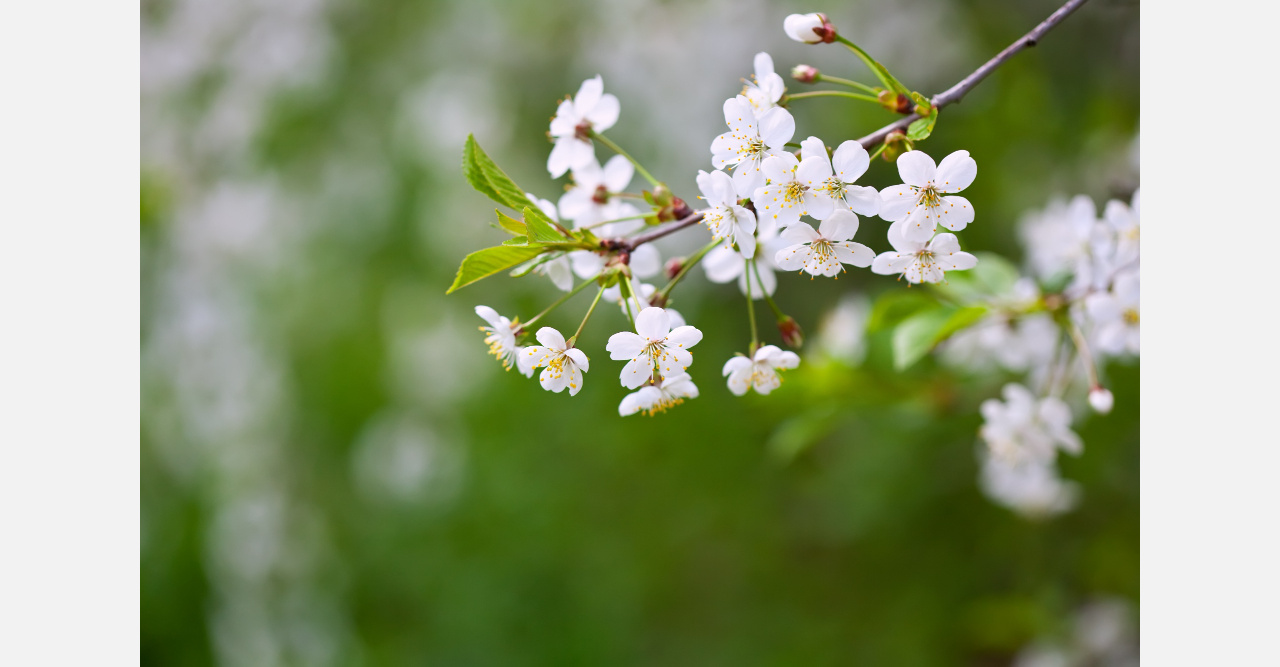 Жителям Златоуста рассказали, как продлить майские каникулы