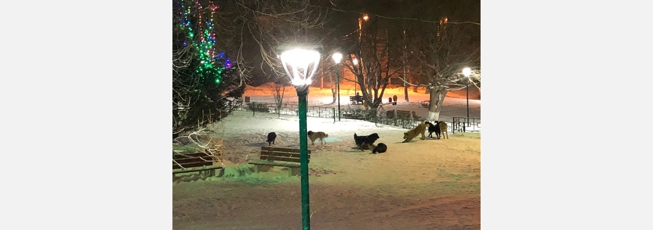 «Больше чебуречных!»: в Златоусте парк оккупировала  стая собак