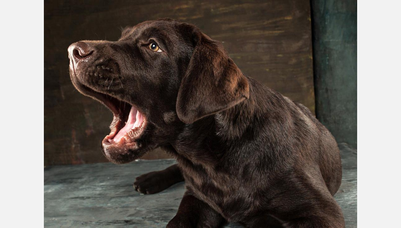 Пёс в ребро: жители Златоуста часами изнывают от собачьего воя