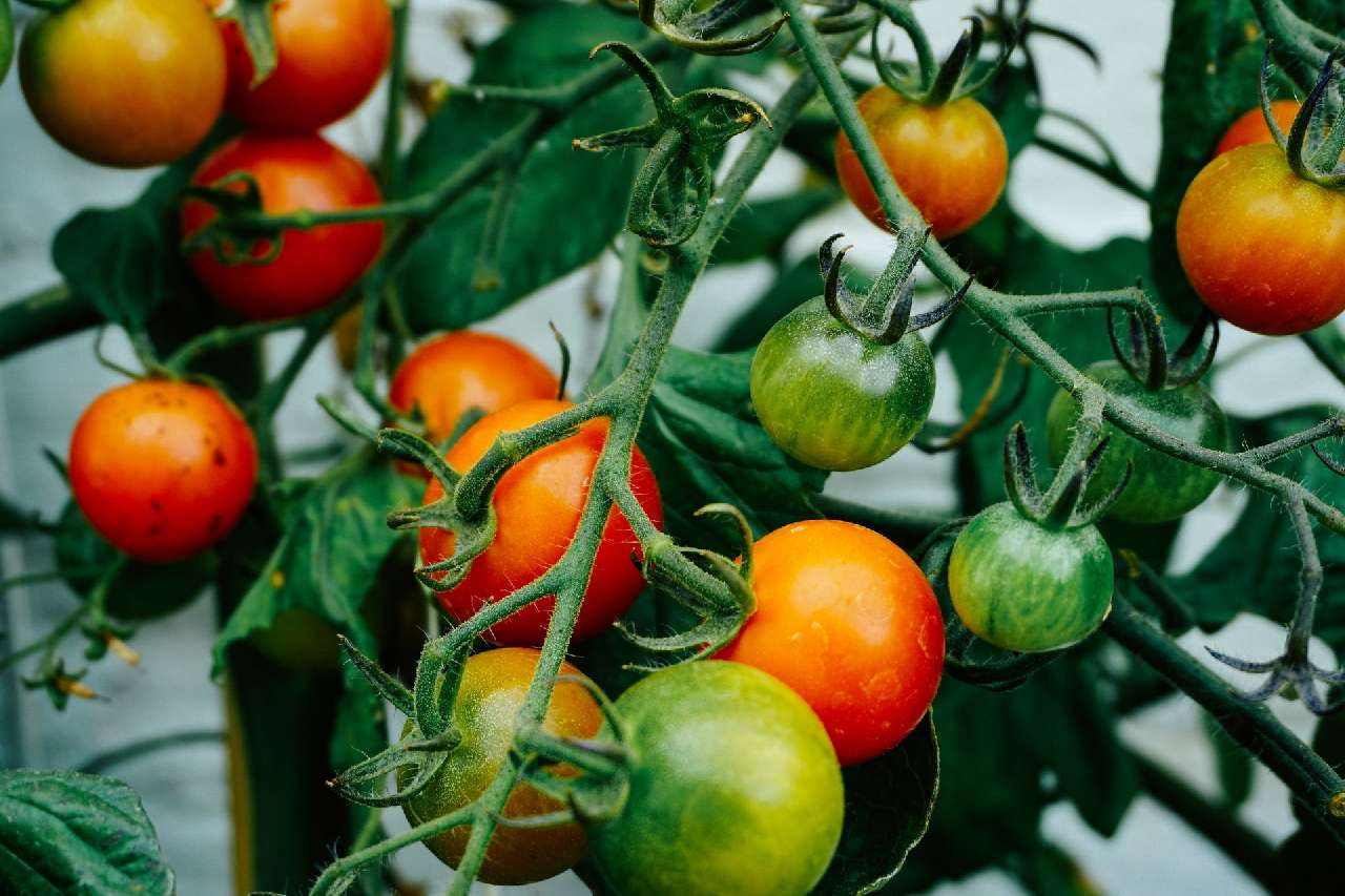 По методу Маслова: жительница Златоуста готовится вновь собирать по 70 кг томатов с куста