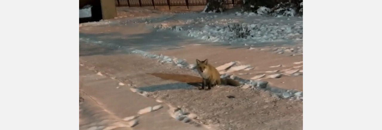 Наша Рыжуля: у металлургов Златоуста появилась пушистая «коллега»