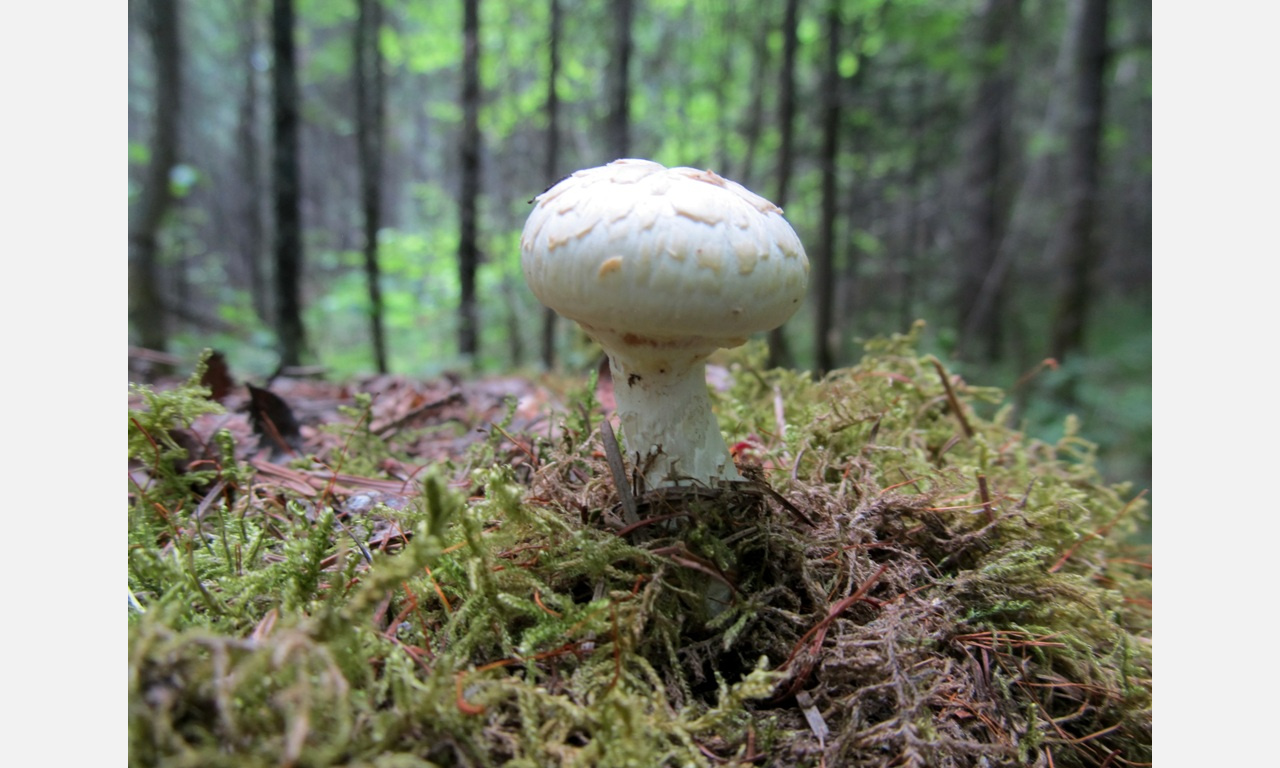 В лесах под Златоустом начался грибной сезон