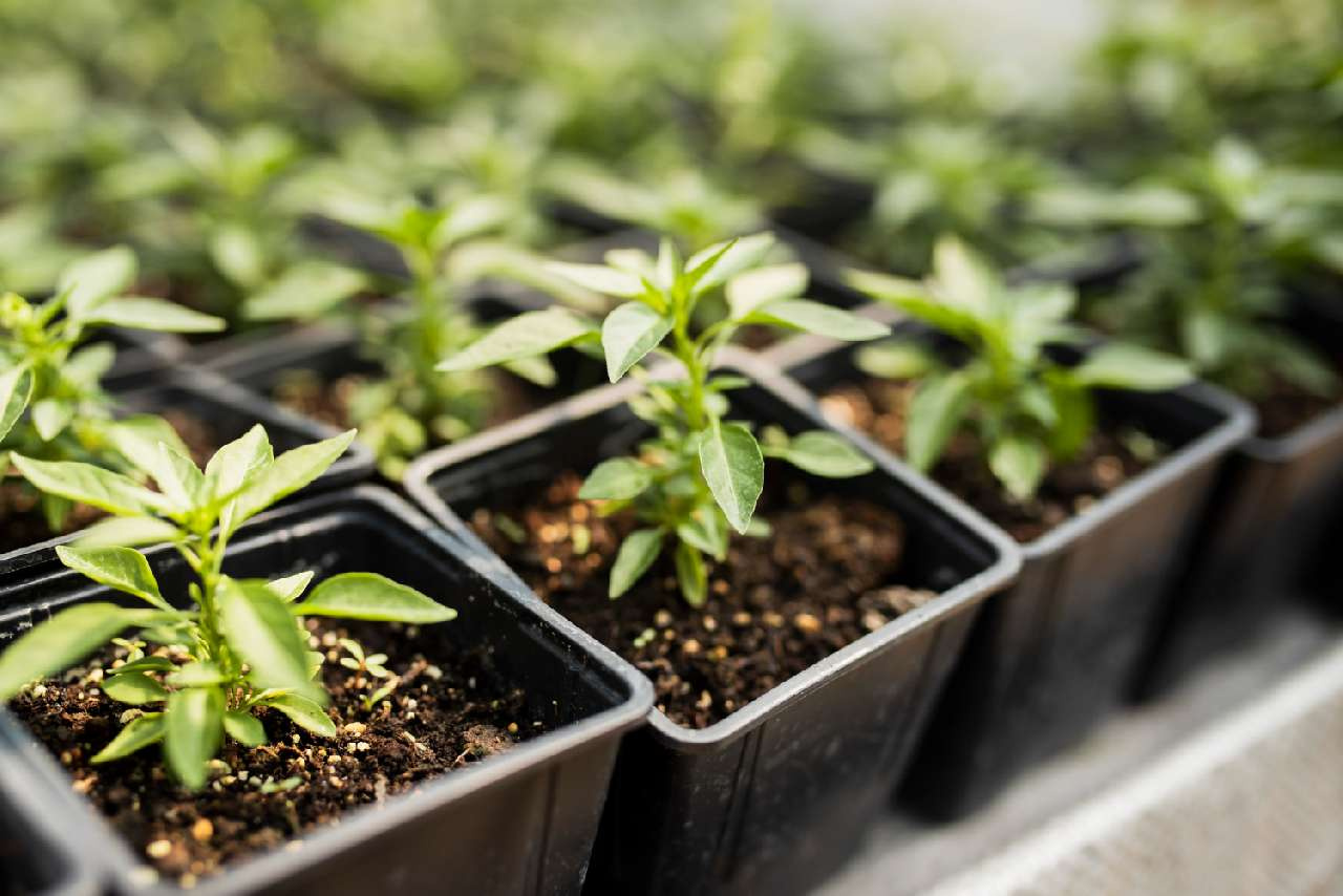 «Так и прёт»: садовод Златоуста – о секрете крепкой рассады