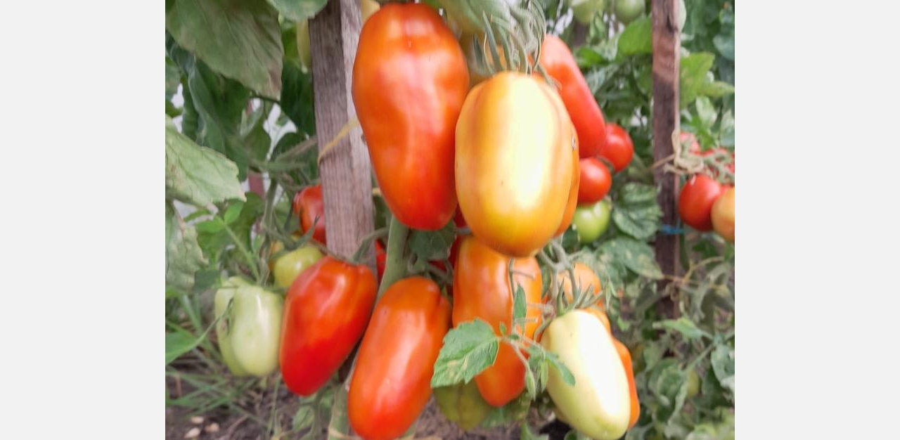 Синьор Помидор: садоводы Златоуста хвалятся своими «томатными царствами»