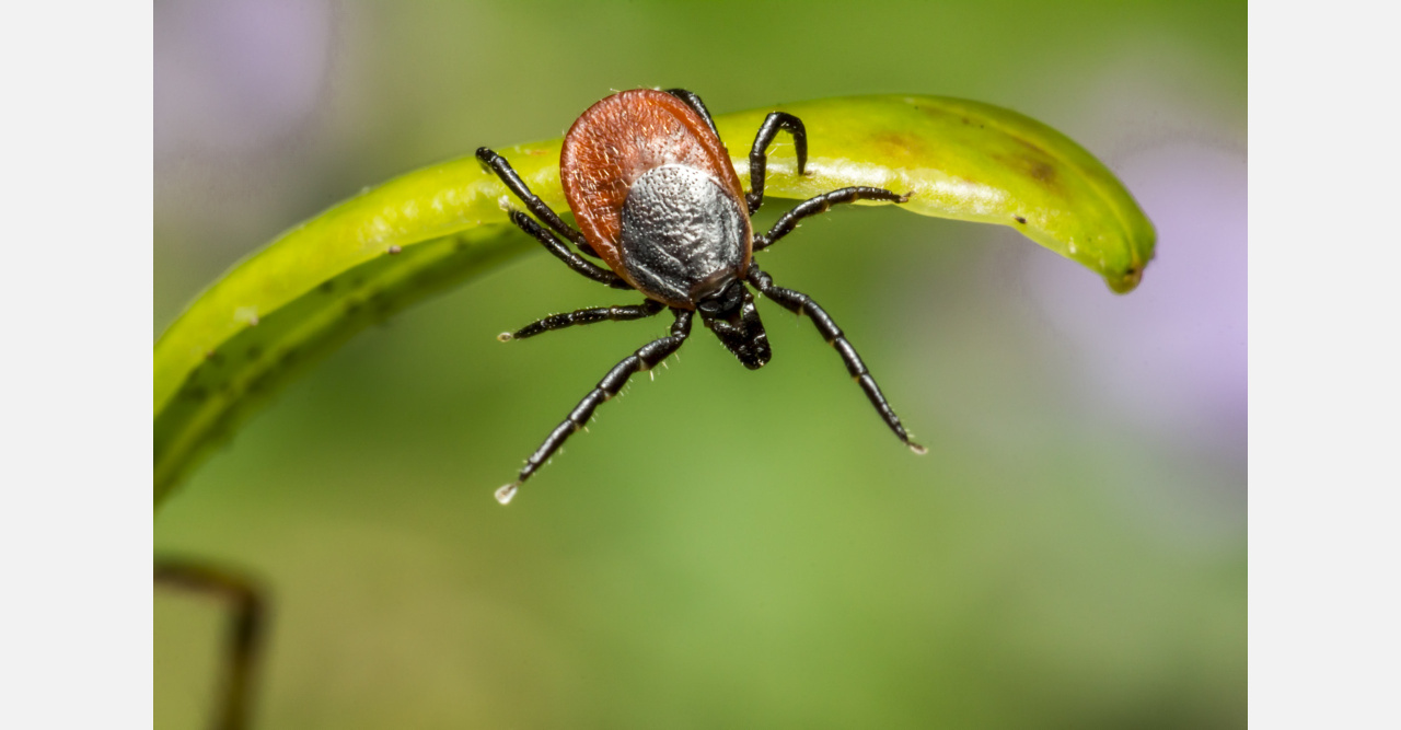 В Челябинской области клещи уже покусали больше 6 тысяч человек