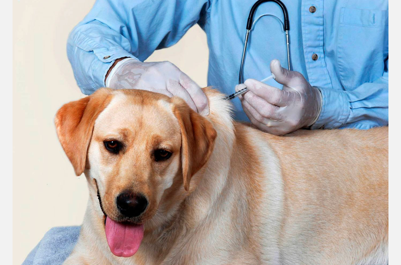 Уколоть Барсика: в Златоуст поступит «Карнивак-Ков» — вакцина для собак и кошек от ковида