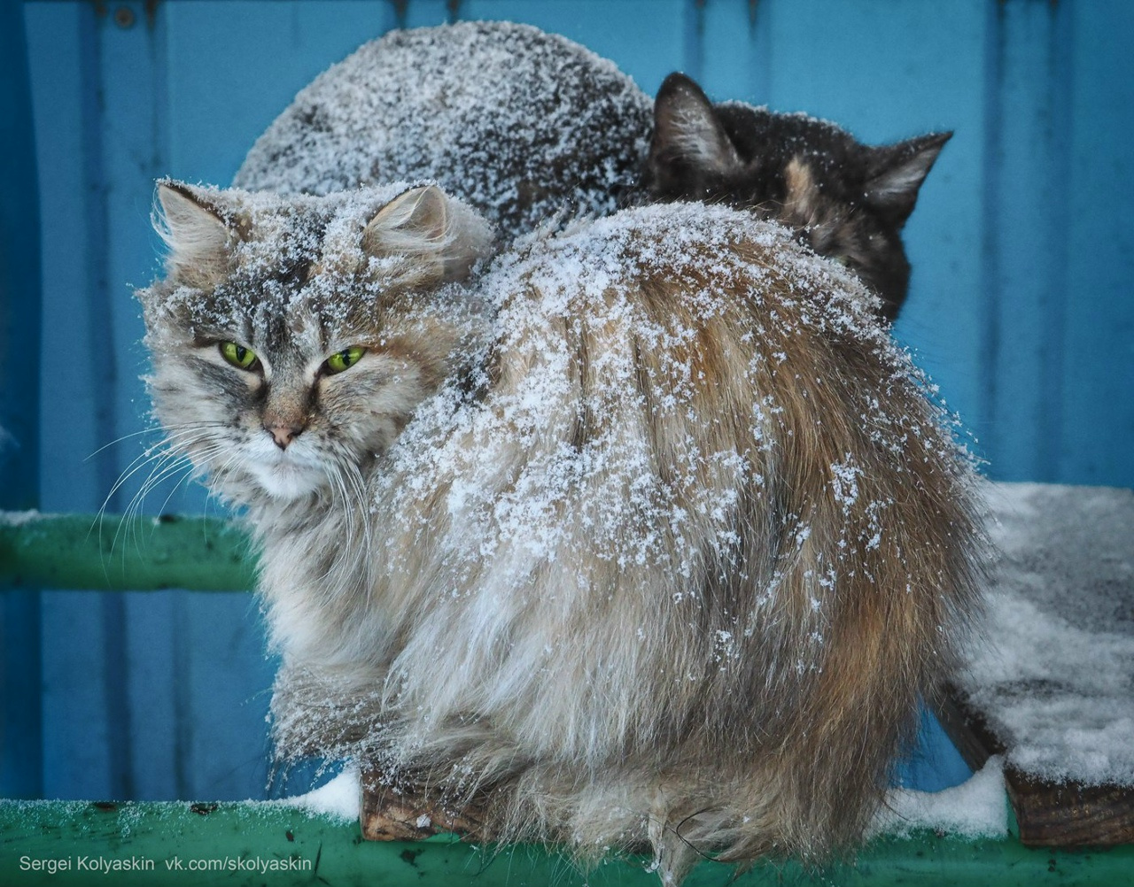 Улыбка Фортуны: фотомастер из Златоуста встретил суровых уральских котов