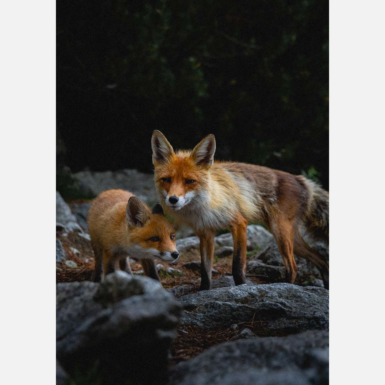 Топтыгин в городе: как жителям Златоуста вести себя при встрече с хищниками