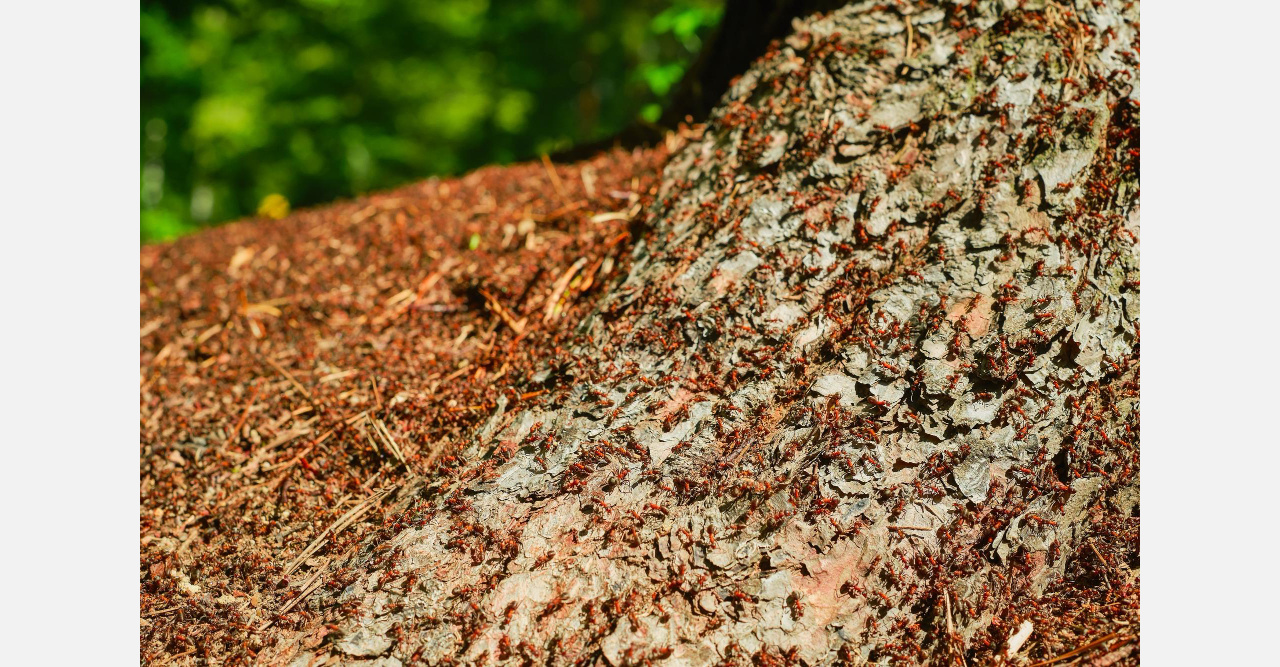 «Куда не ступи - их гнёзда»: жители Златоуста борются с полчищами насекомых