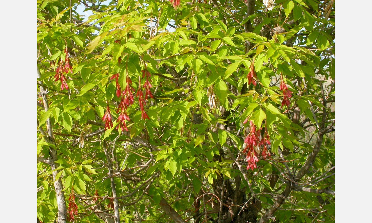 Паршивая овца: вырубят ли в Златоусте все клёны?