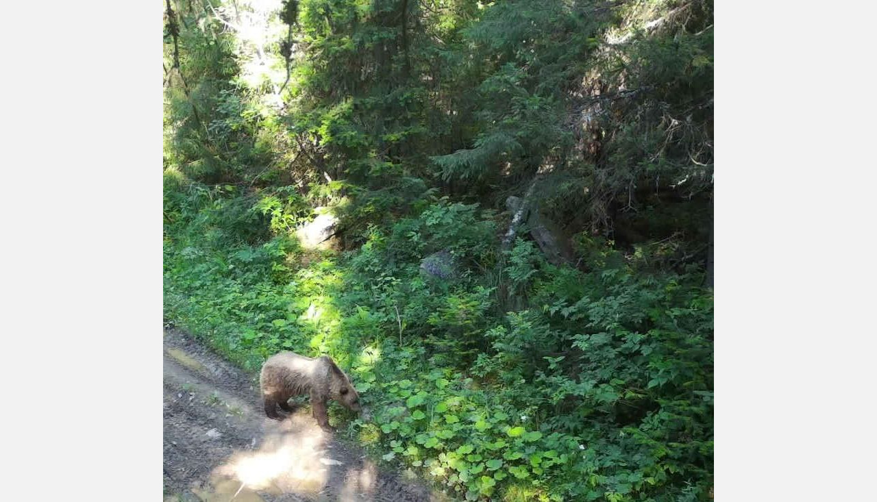 В лесу под Златоустом заметили ищущего тень медведя