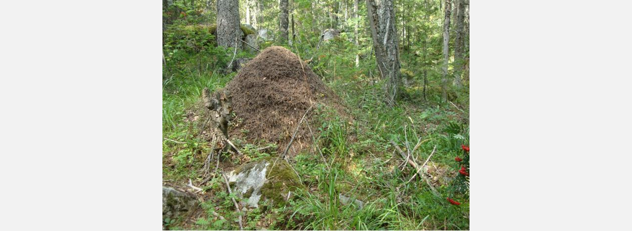В лесу под Златоустом обнаружили «муравьиные высотки»