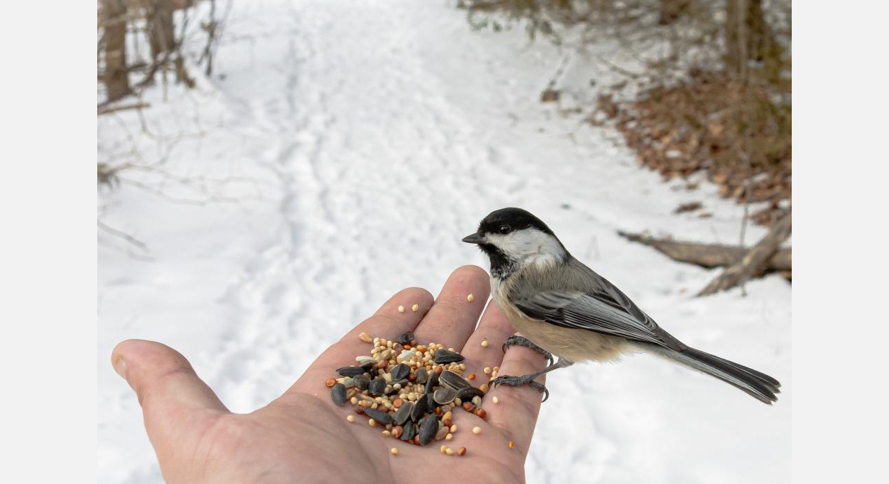 Златоустовским школьникам предлагают кормить птиц
