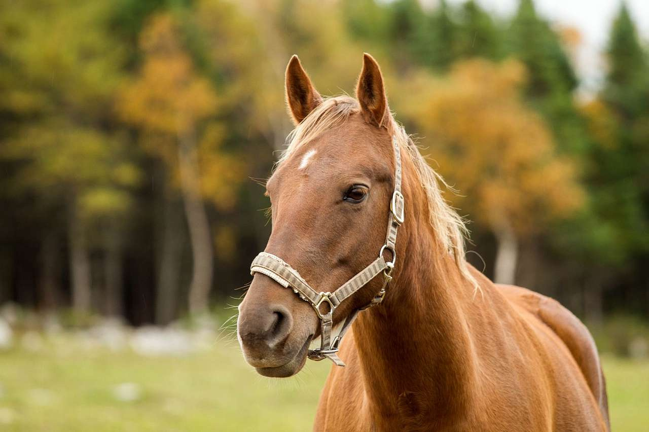 В Златоусте наглые лошади нападают на железных «коней» и подкладывают «сюрпризы» бегунам