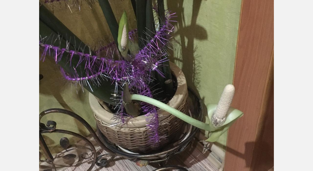 Раз в пять лет: у жительницы Златоуста распустился «цветок невест»