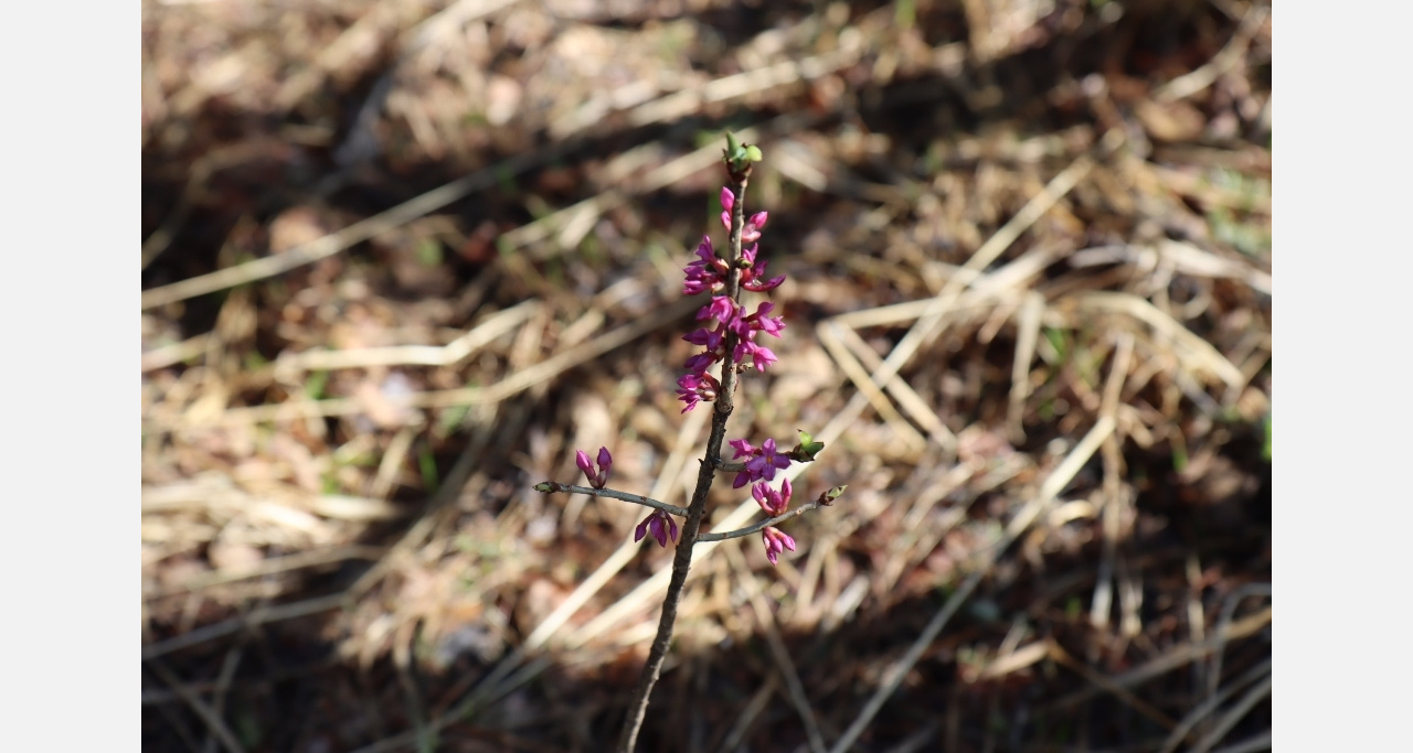 На Таганае вне графика зацвело ядовитое растение