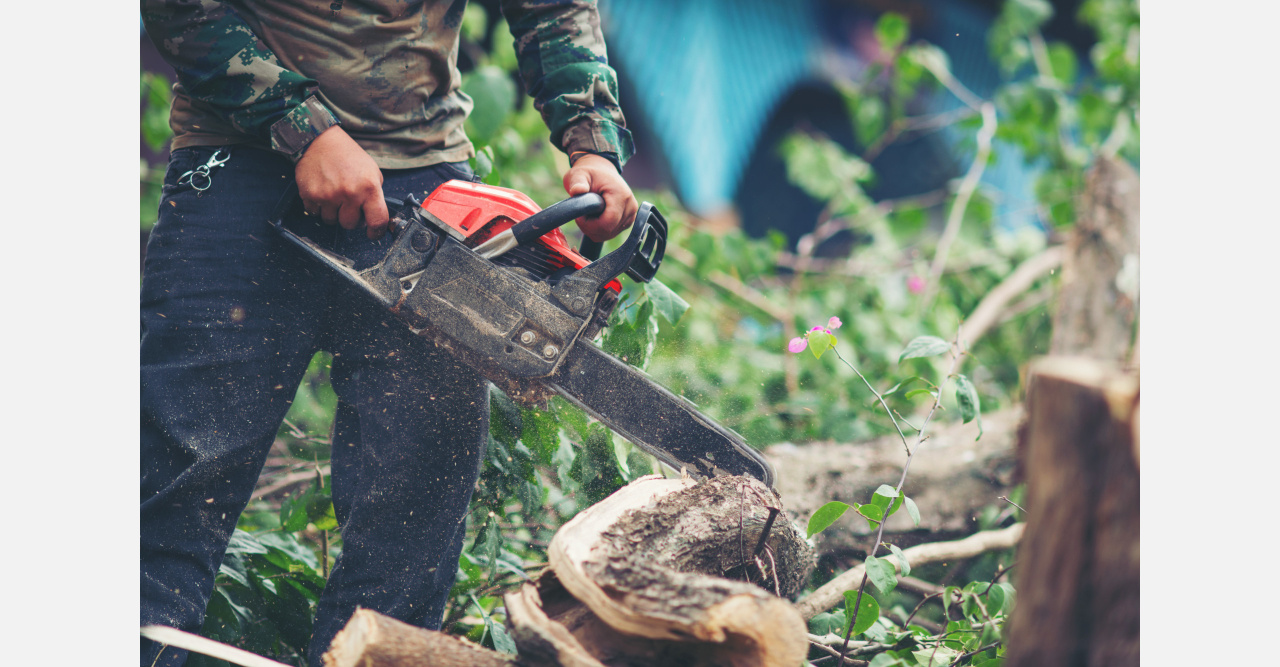 В Златоусте убрали две сотни засохших деревьев
