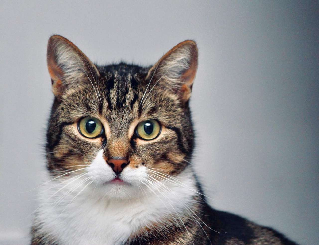 Вой, вонь и блохи: в Златоусте пенсионерка держит в квартире 12 кошек