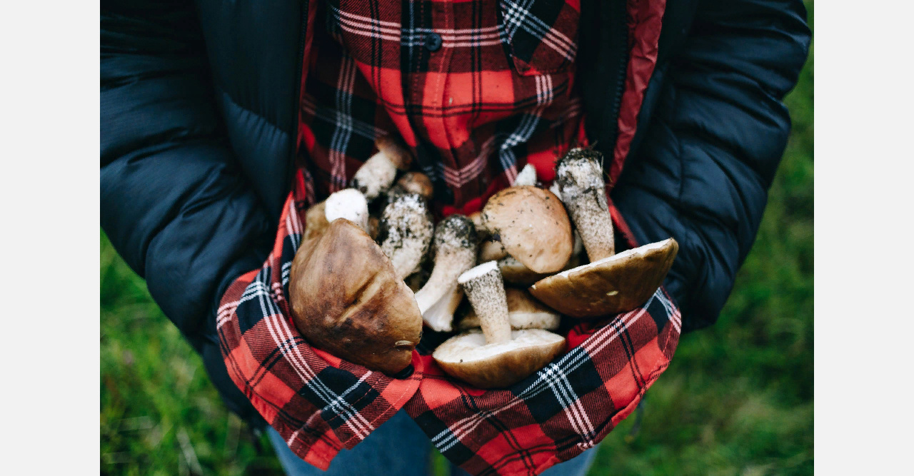 На пельмени с груздями: как житель Златоуста заработал на знании грибных мест