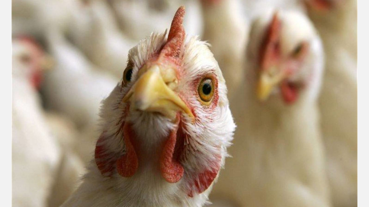 Прячьте кур: жителей Златоуста предупреждают о птичьем гриппе