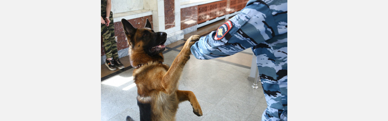 Заслужил косточку: в Златоусте служебный пёс привел полицию к «схрону» юных воров