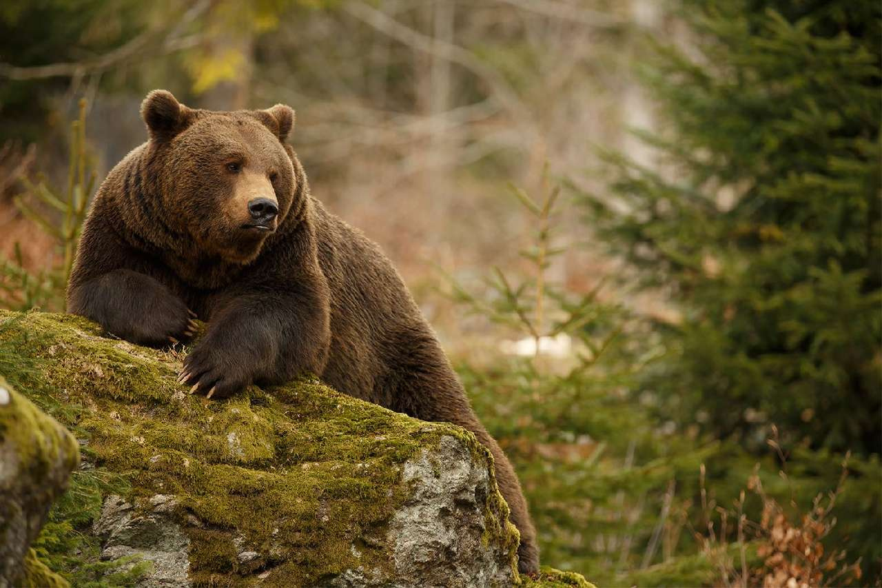 Топтыгина жалко: охотникам Златоуста и других городов области разрешили добыть 107 медведей