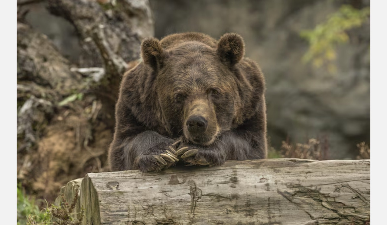 «Изъять из природы»: почему медведи подбираются к жителям Златоуста
