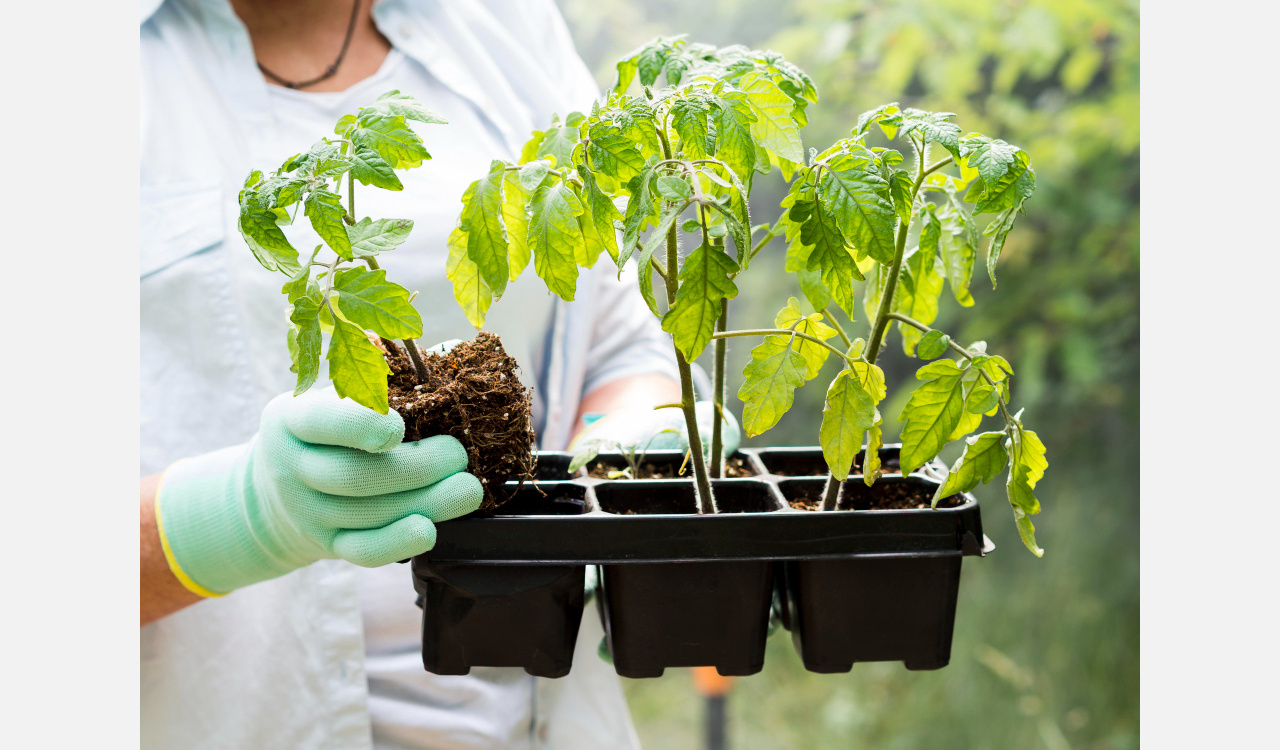 «На опыте»: как жителям Златоуста не загубить рассаду