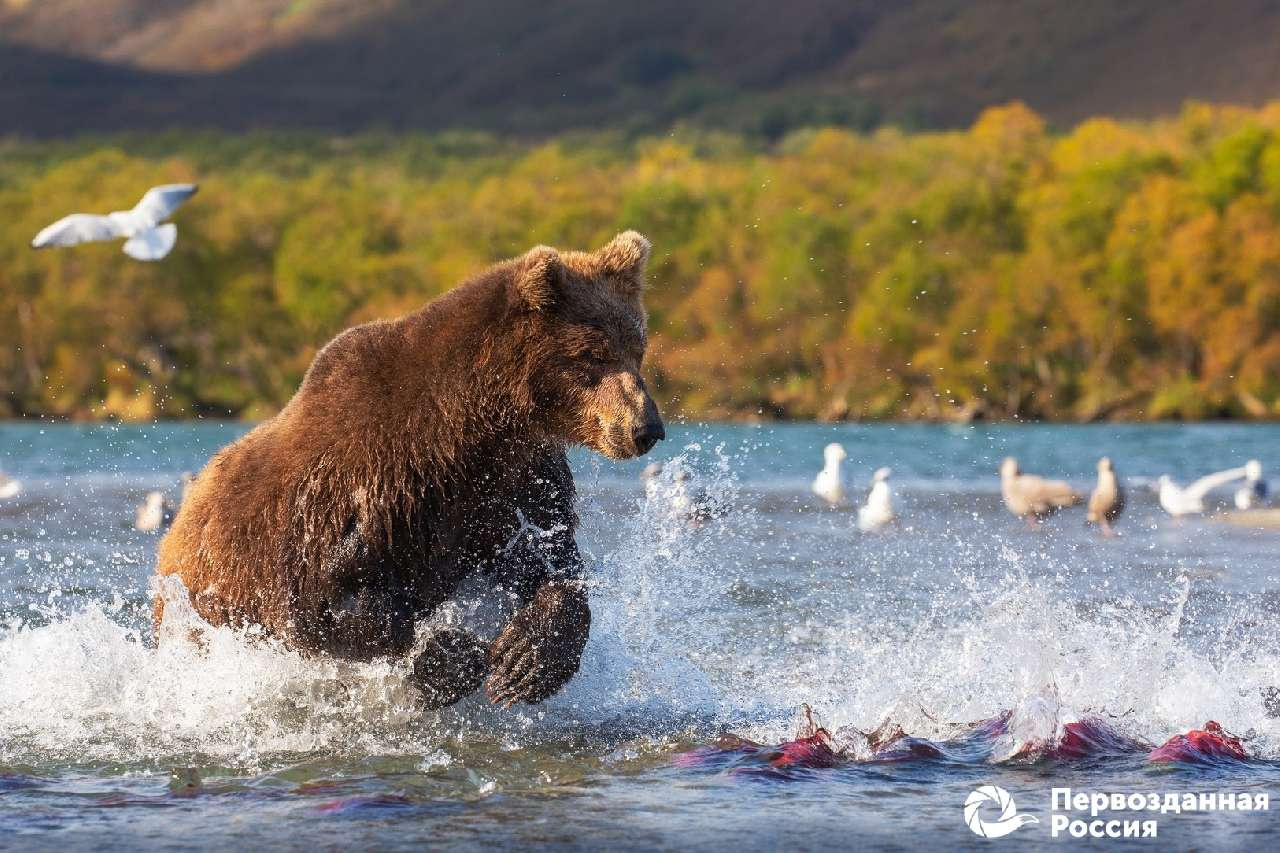 Златоустовцам предложили участвовать в фестивале «Первозданная Россия»