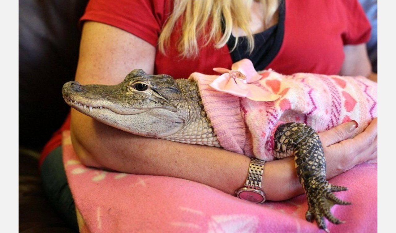 У нас - матриархат: как жители Златоуста брали на передержку крокодила