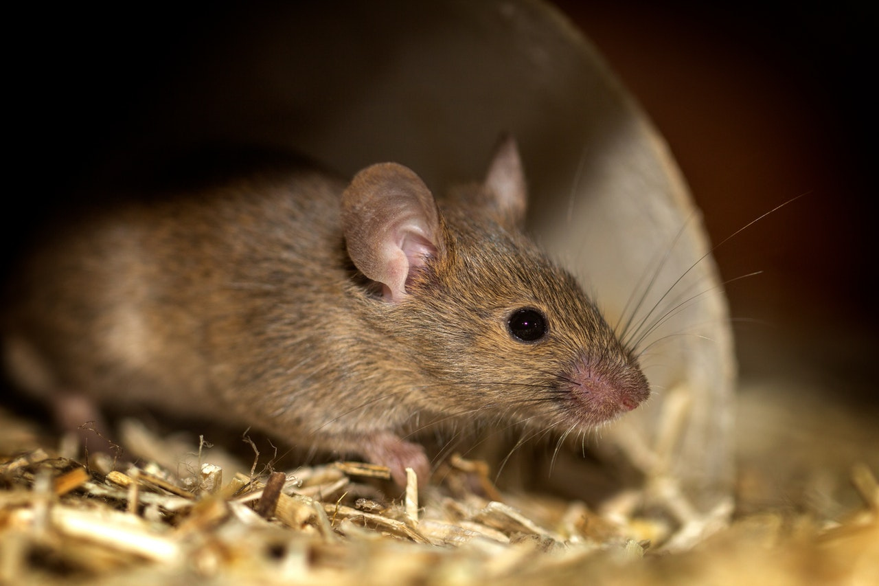Крысы и тараканы: соседи кафе в Златоусте показали его изнанку