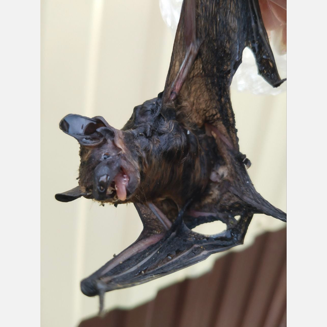 Не укусит: дома жителей Златоуста атаковали карлики-нетопыри