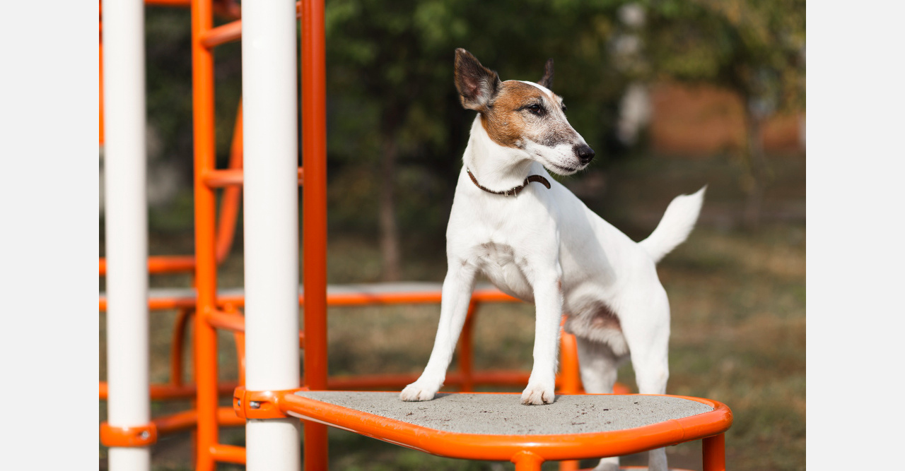 И пакеты для отходов: жители Златоуста – о ГОСТе на собачьи площадки 
