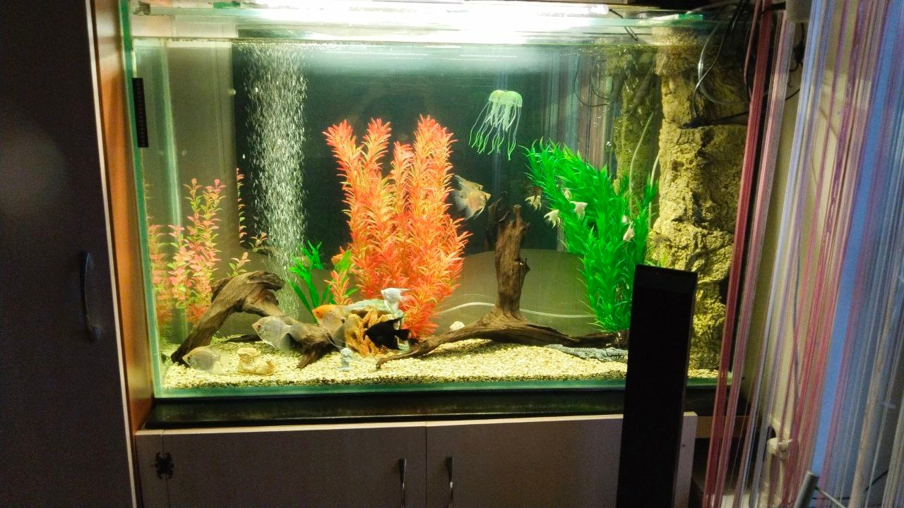 Мой водный мир: аквариумисты Златоуста борются за крупный приз 