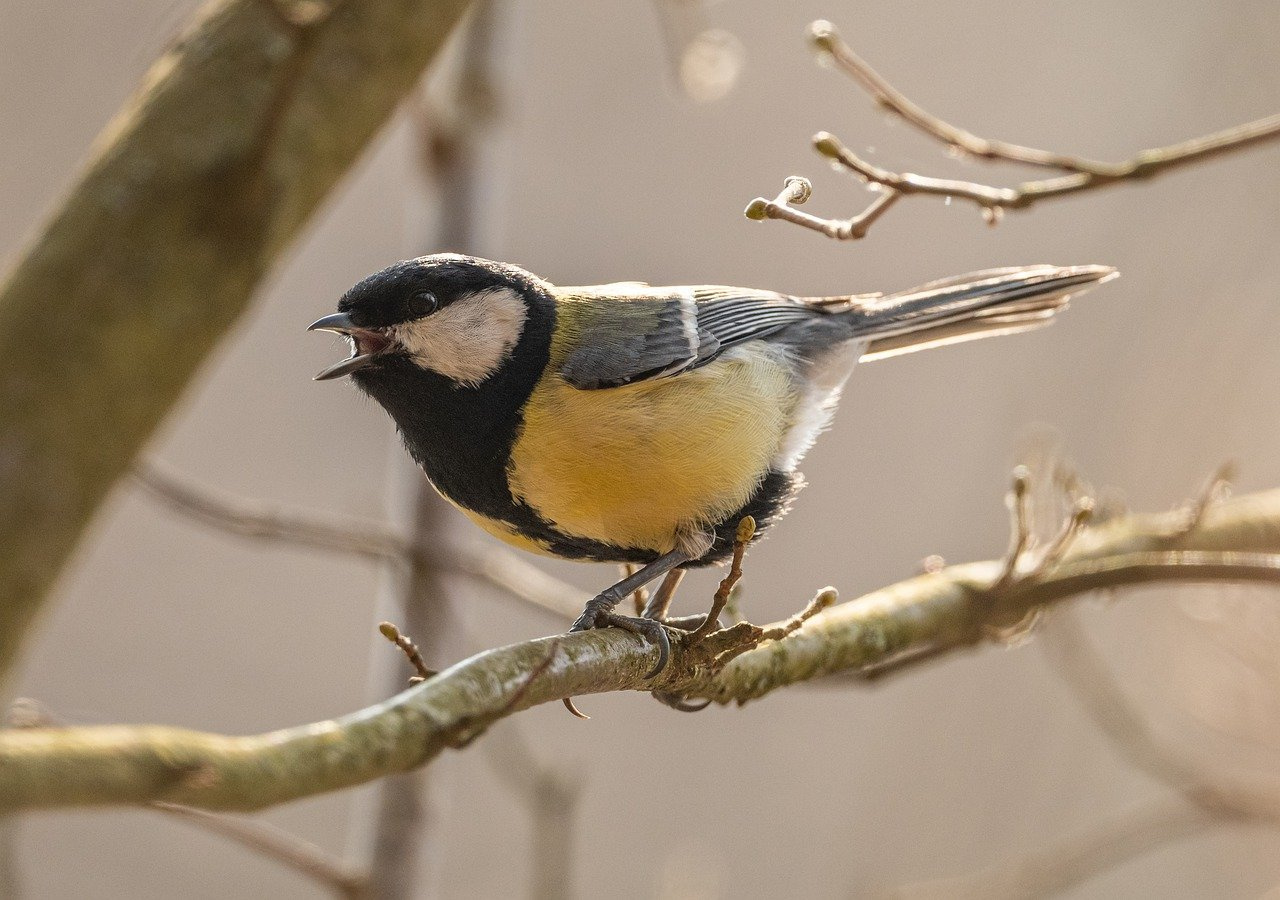Мы перед ними в долгу: орнитолог-любитель из Златоуста мечтает о «скорой» для птиц