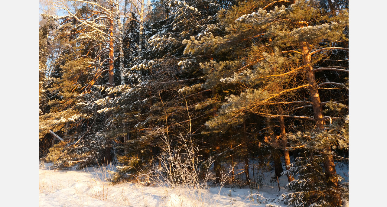 В Златоусте начнут оздоравливать лес