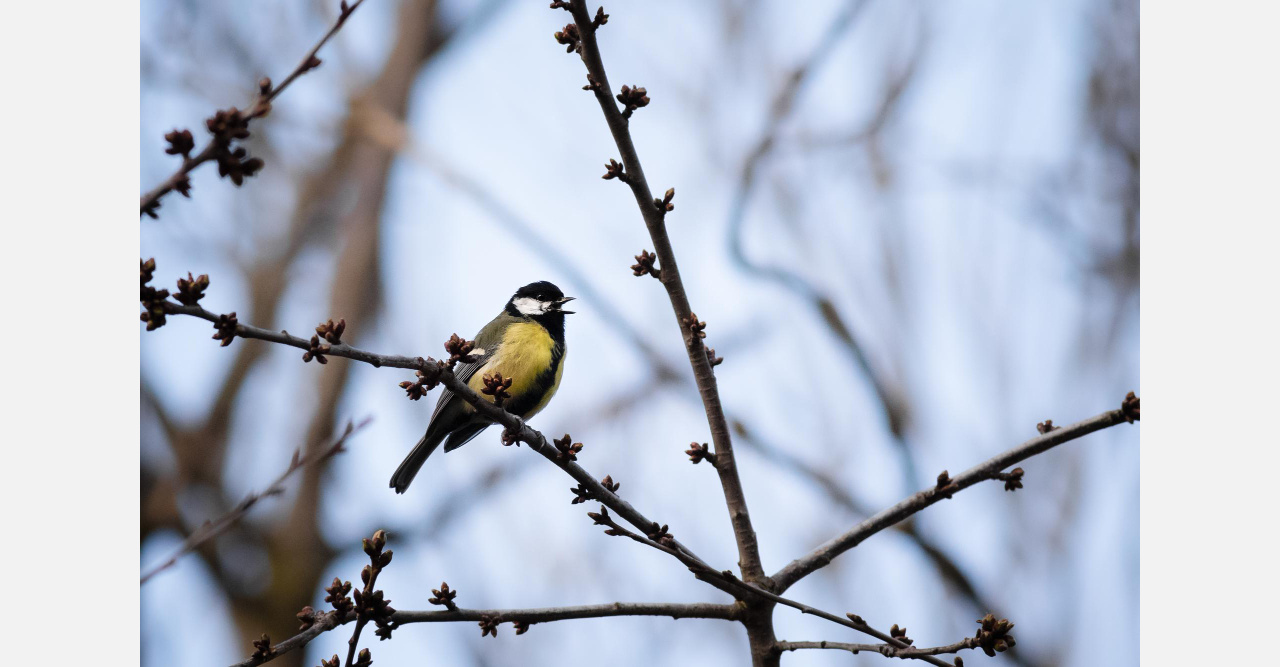 Скоро весна: в лесу под Златоустом запели синицы