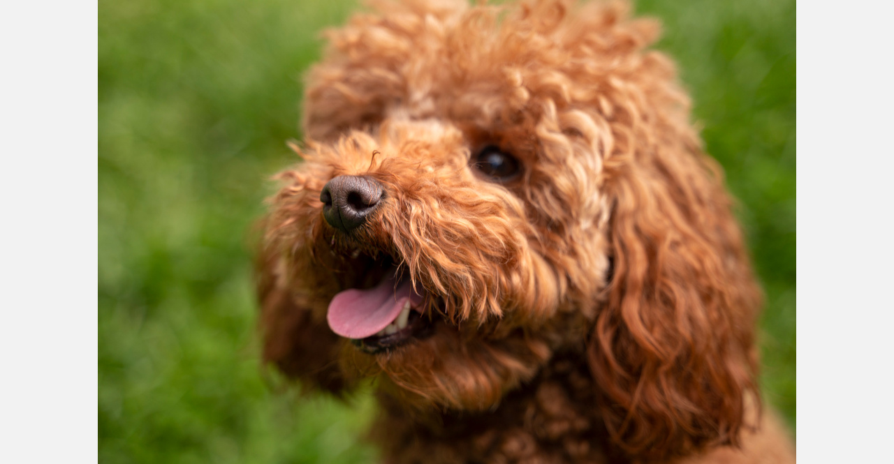 Про хибиду и кавапу: жители Златоуста мечтают о «дизайнерских дворняжках»