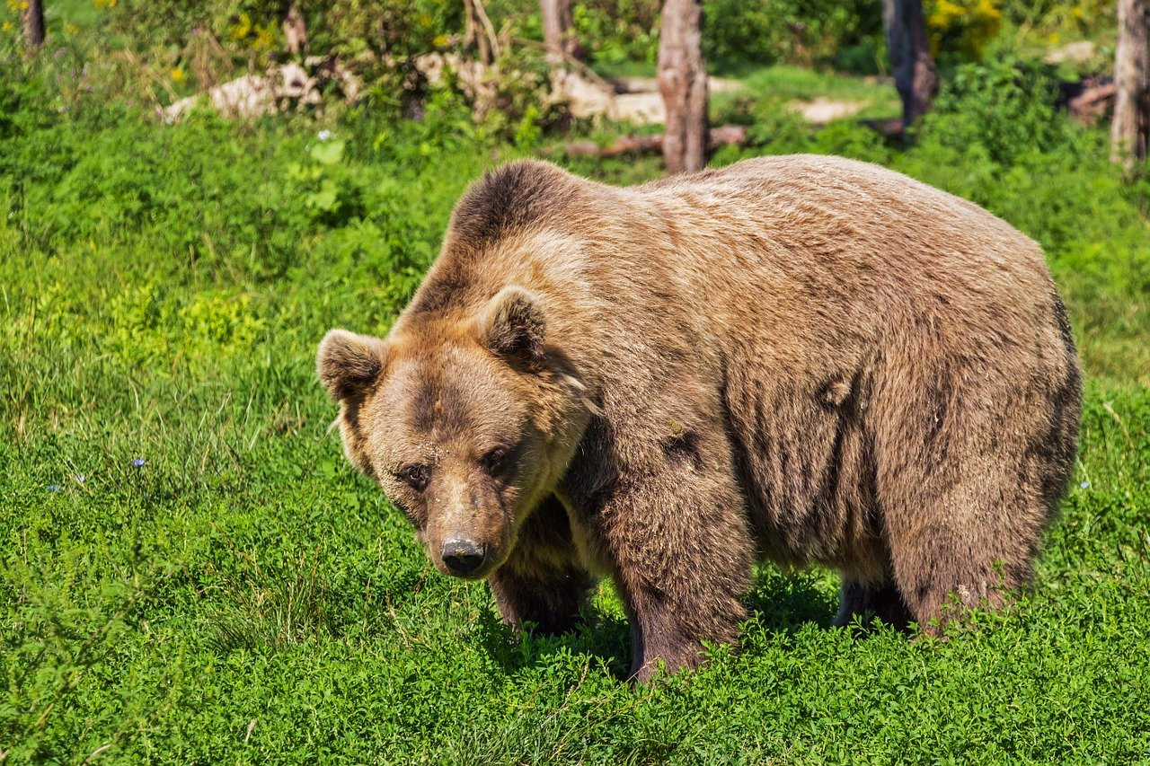 Кто ходит по моему лесу: туристы под Златоустом испугались медведя